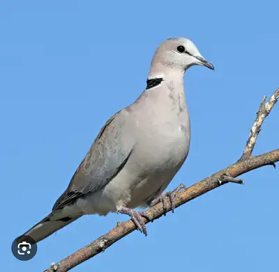 Doves for sale!, View more