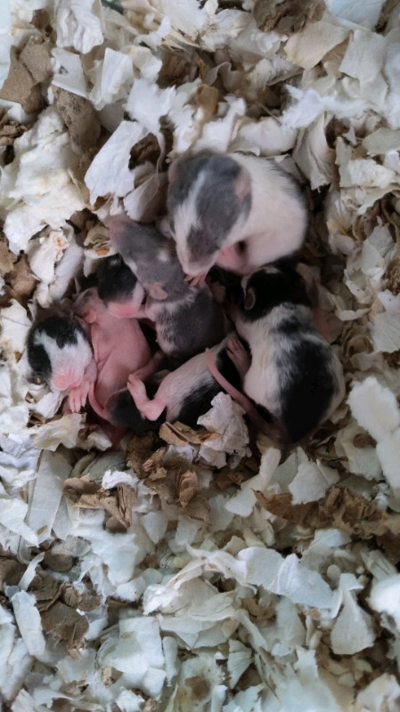 Rats de toute sorte dans Petits animaux à adopter  à Longueuil/Rive Sud - Image 3