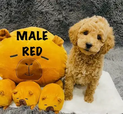 ❤️❤️Amazing Cavapoo puppys❤️❤️, View more