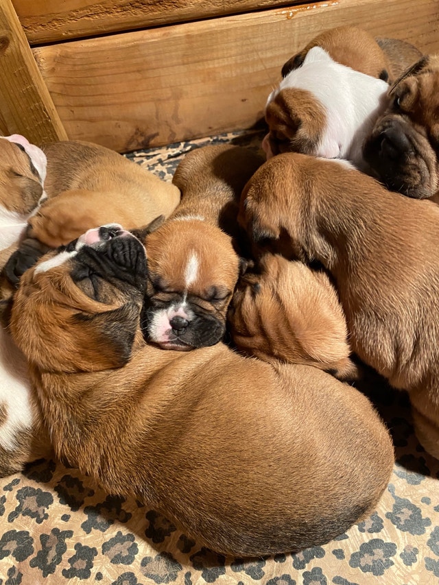 Boxer Bulldog Puppies Dogs & Puppies for Rehoming Hamilton Kijiji