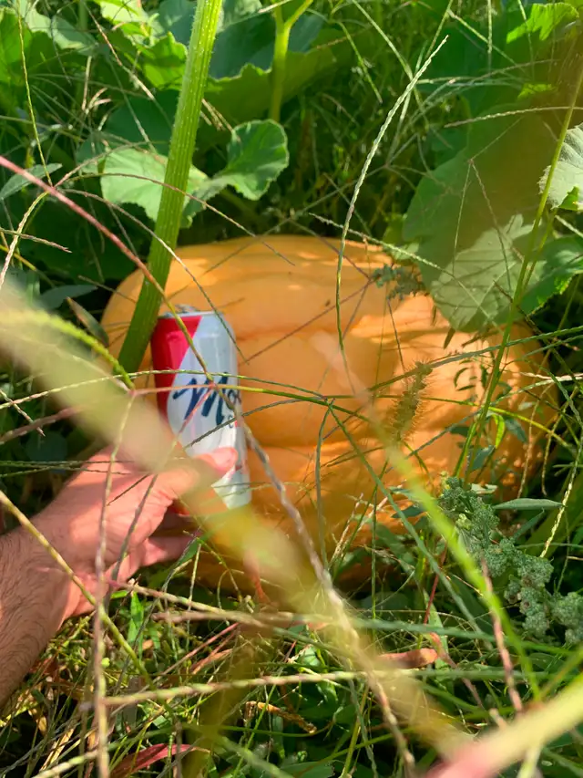 Limited pumpkins548862811576084481