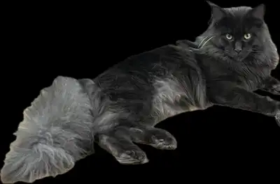 Mâle Maine Coon pour saillie, View more
