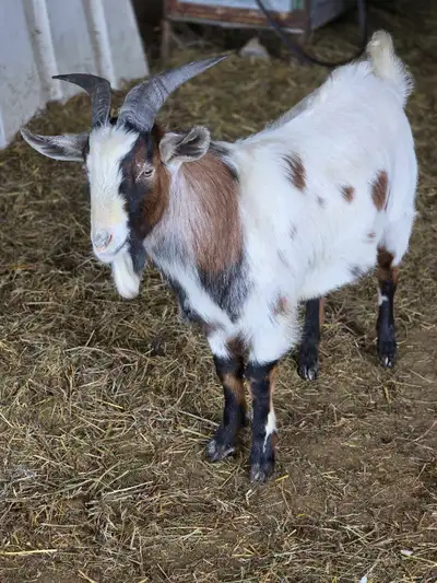 Billy goat, View more