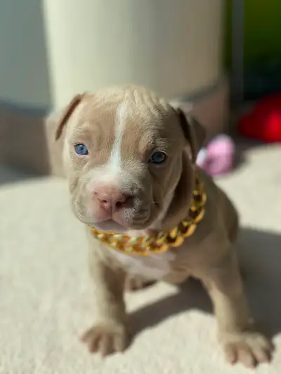 Purebred American Puppies (Lilac, Champagne, Merle, Light Eyes), View more