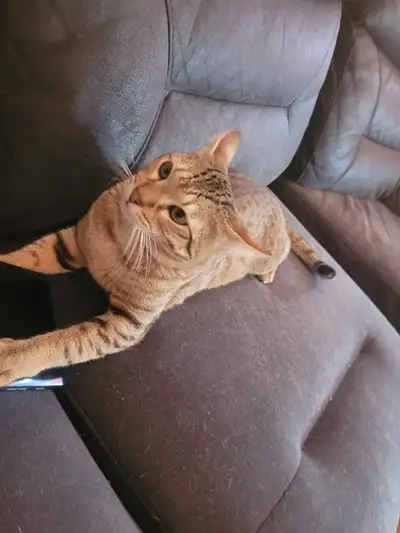 chat Savanah et accessoires , View more