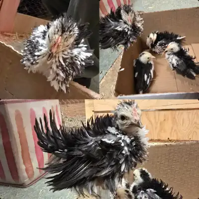 Serama Chicks, View more