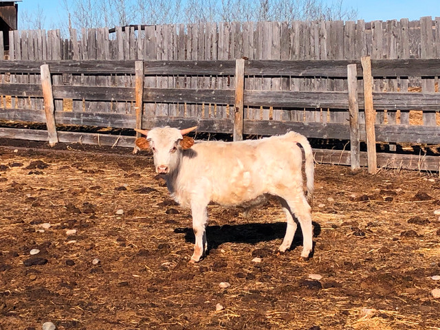 Texas Longhorn Bulls in Livestock in Grande Prairie - Image 3