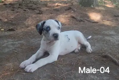 CATAHOULA LEOPARD DOGS., View more