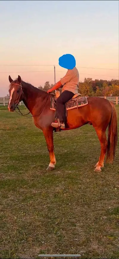 Cash 7 Year old Dutch Harness Horse Gelding 16.2hh plus Green broke Never offered anything dirty but...