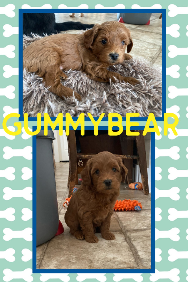 1 boy left - F1b Mini Goldendoodle Puppies 10-15lb in Dogs & Puppies for Rehoming in Moose Jaw - Image 2