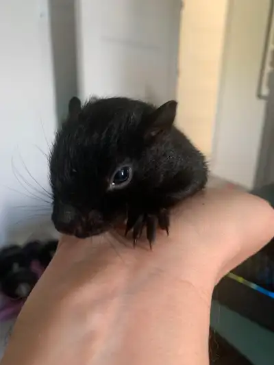 HELP find a home for a baby Squirrel, View more