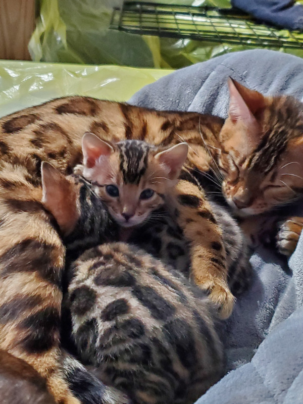 Purebred Rosette Bengal Kittens - M in Cats & Kittens for Rehoming in Moncton - Image 4