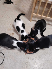 Re-homing kittens and few other cats 