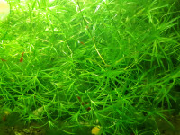 Aquarium plants - Guppy Grass Naja Grass..