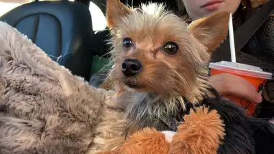 1 year  old yorkie puppy, View more