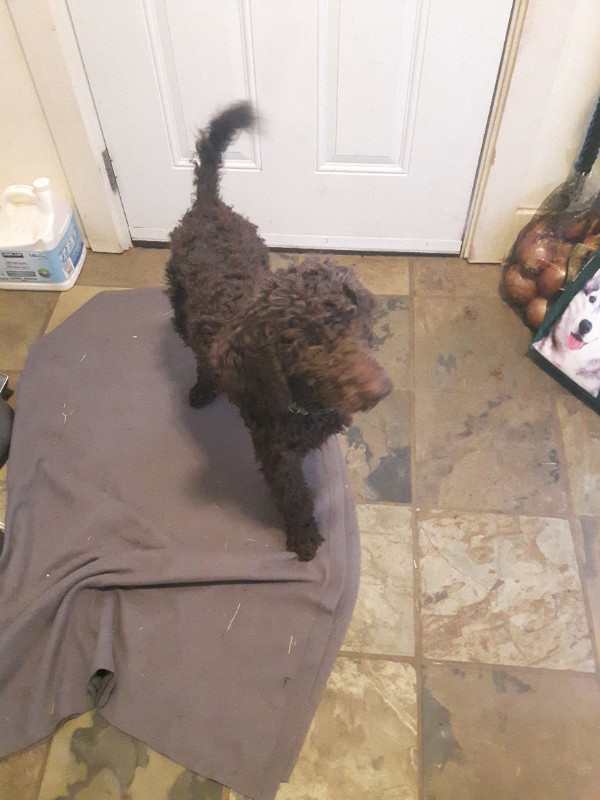 Standard Poodle Puppy in Dogs & Puppies for Rehoming in Comox / Courtenay / Cumberland - Image 4