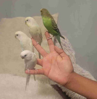 Handtammed budgies 30 each