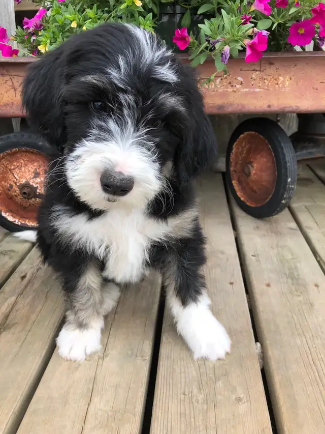 sheepadoodles F1 ❤️ in Dogs & Puppies for Rehoming in Edmonton - Image 3