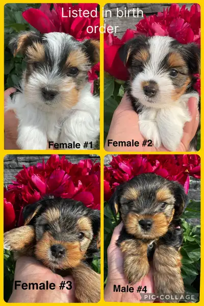 Four Biewer Yorkie Puppies 3 females, 1 male, View more
