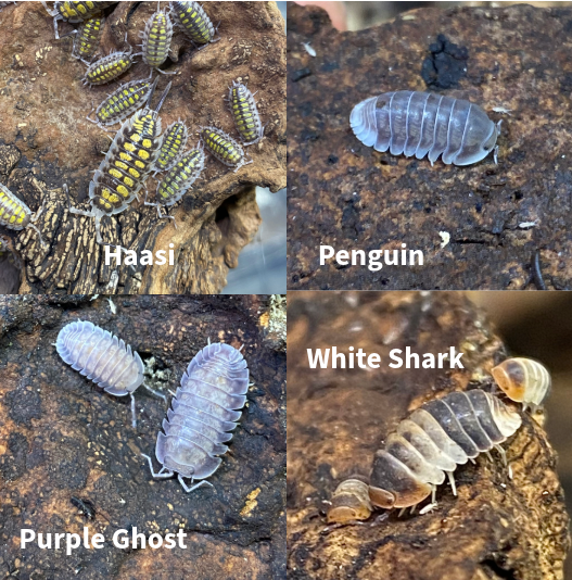 Updated Isopod List - Reduced Prices and New Pods! in Reptiles & Amphibians for Rehoming in Kingston - Image 10
