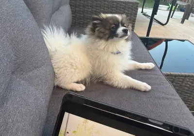 Pomeranian puppy, View more