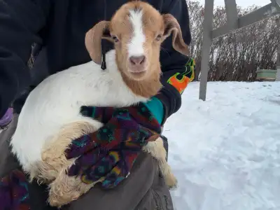 Bottle Goats, View more