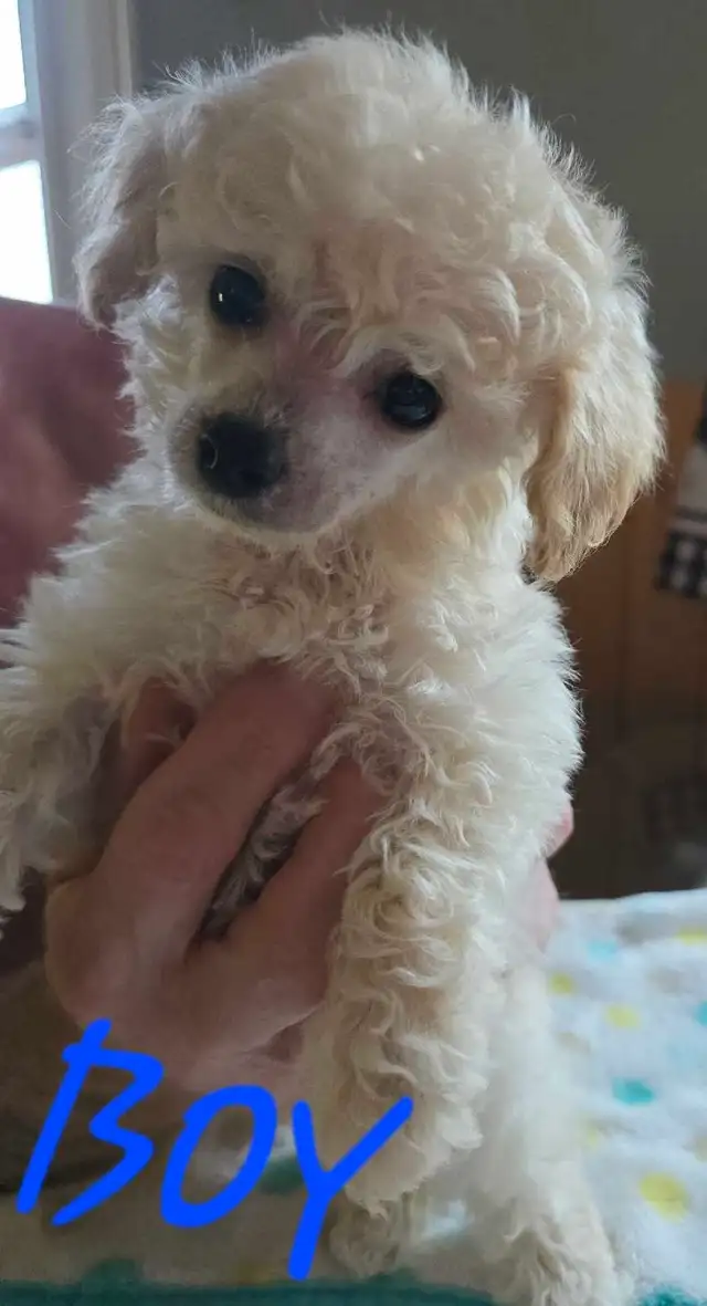 GORGEOUS TINY TOY POODLE PUPS in Dogs & Puppies for Rehoming in Strathcona County - Image 4