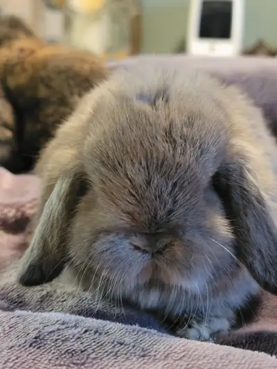Mini Lop buck, harli opal possible VC. Ready to go now, can come with pedigree if wanted.