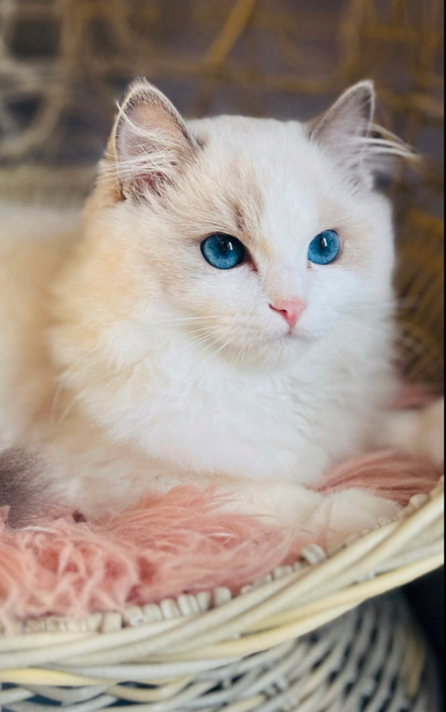Chatons❤️Ragdoll ( pure race )❤️Scottish straights (pure race)❤️ dans Chats et chatons à adopter  à Laval/Rive Nord - Image 4
