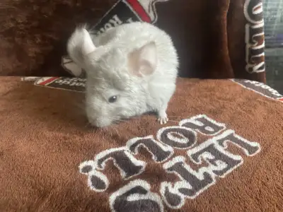 baby chinchilla (beige), View more
