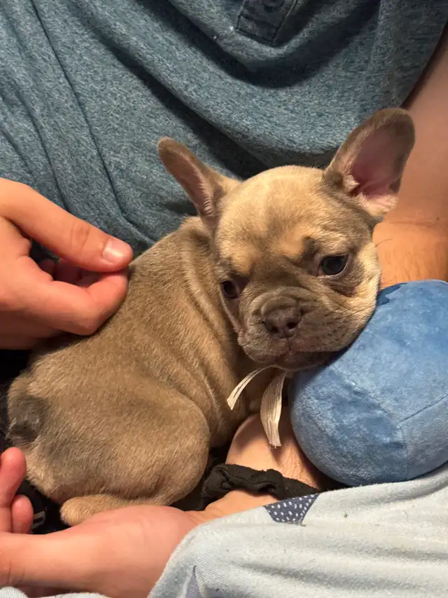 ❤️❤️❤️French Bulldog SWEETHEARTS❤️❤️❤️ in Dogs & Puppies for Rehoming in Calgary - Image 6