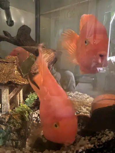 3 large parrot fish for sale, View more