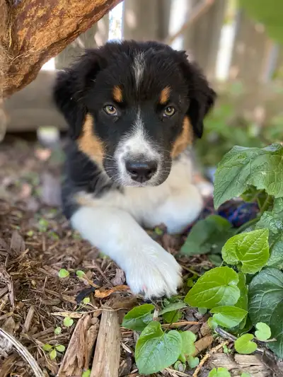 CKC Australian Shepherd. Delivery as south as Gull lake July 19, View more