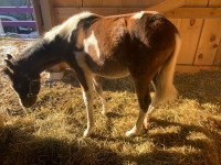  Arabian colt 