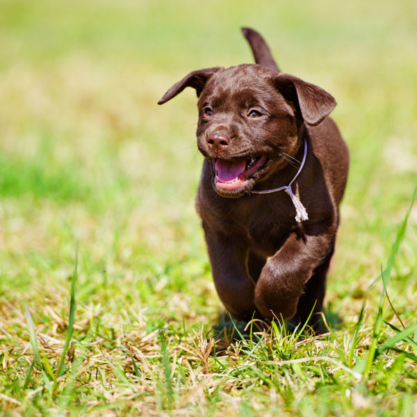 Lab Pups in Dogs & Puppies for Rehoming in Regina