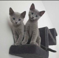 Russian blues vaccinated kittens