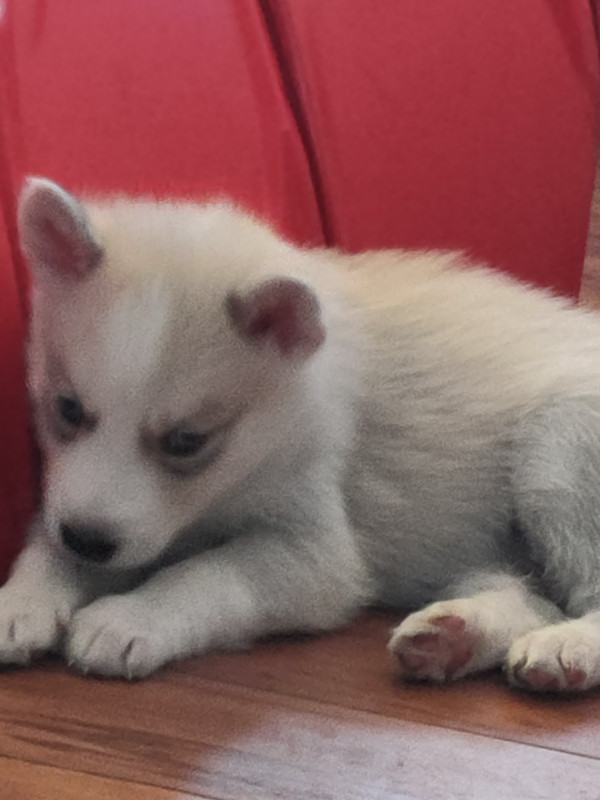 Husky puppies for sale in Dogs & Puppies for Rehoming in Sarnia - Image 4