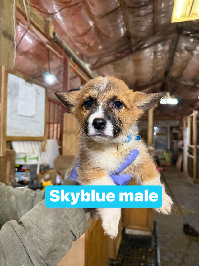 Pembroke Welsh Corgi in Dogs & Puppies for Rehoming in City of Toronto - Image 4