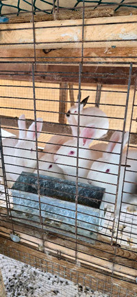 Bunnies looking for a new home