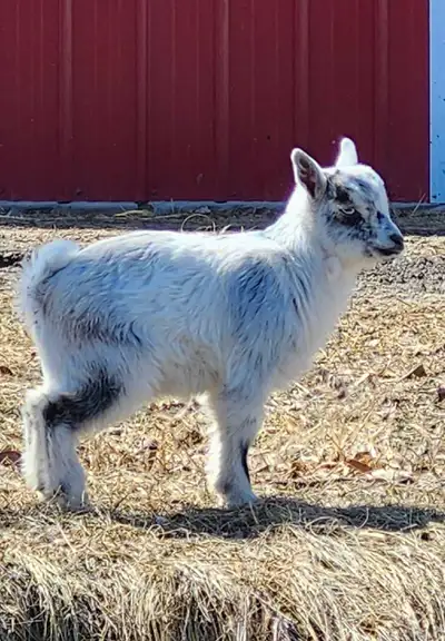 Nigerian dwarf buckling, View more