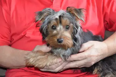 1 BOY LEFT: Yorkshire Terrier, View more