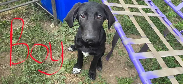 Puppies for rehome in Dogs & Puppies for Rehoming in Leamington - Image 3