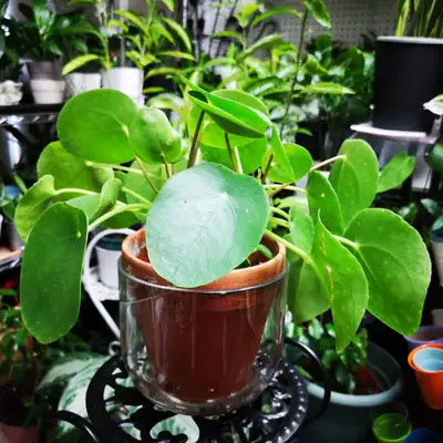 Pilea Peperomioides With 6-inch terracotta pot and glass vase Total height 15 inches Price: $25 .00...