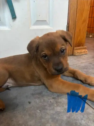 shepherd/rottweiler mix puppies, View more