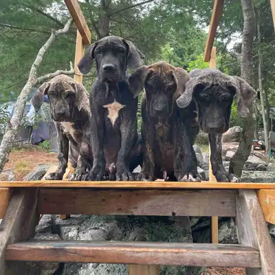 BRINDLE MASTIFF PUPS presa Canario x Brazilian mastiff, View more