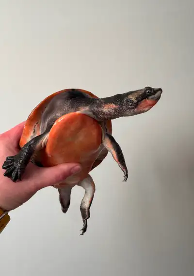 Pink Belly Sideneck Turtle, View more