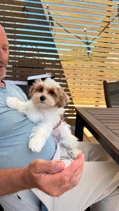 1 Maltipoo male puppy ❤️ SOLD ❤️, View more