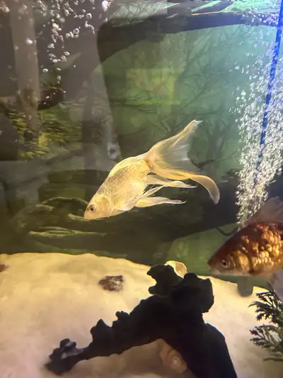 I’m selling my 75g tank with 9 fish. This is complete setup with 2 75g filters, air pump, lights, 2...