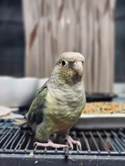 Pair of Conure for sale!! **VERIFIED SELLER**, View more