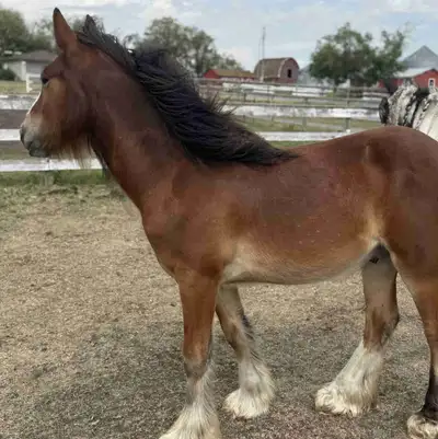 Gypsy Vanner Gelding , View more